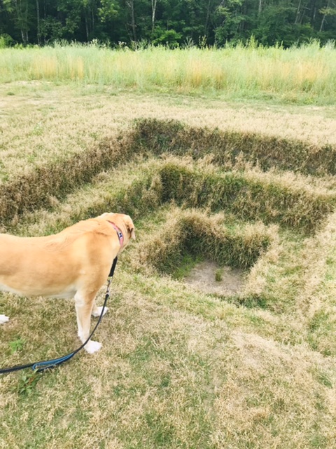 Do Dogs Know What Art Is?